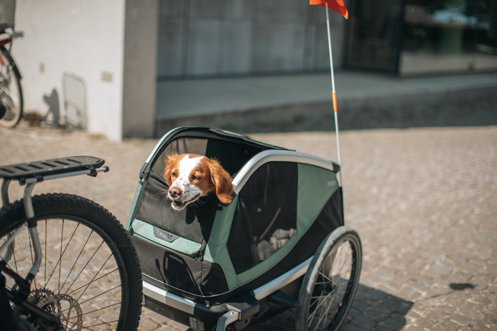 Thule Bexey M Hunde-Fahrradanhänger, in Action