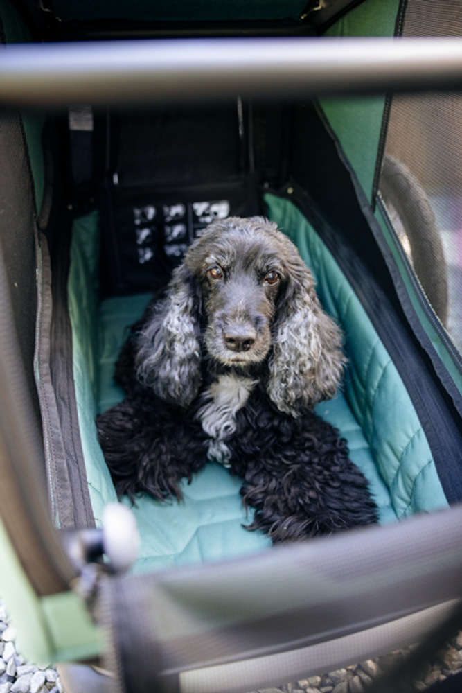 Thule Bexey M Hunde-Fahrradanhänger, in Action